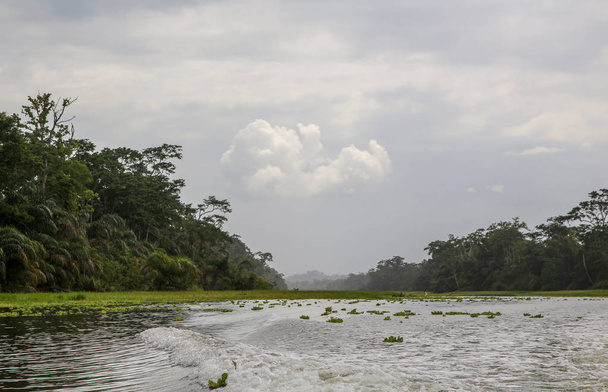 Ландшафт тропічних лісів в Тортугуеро, Коста-Ріка - Фото, зображення