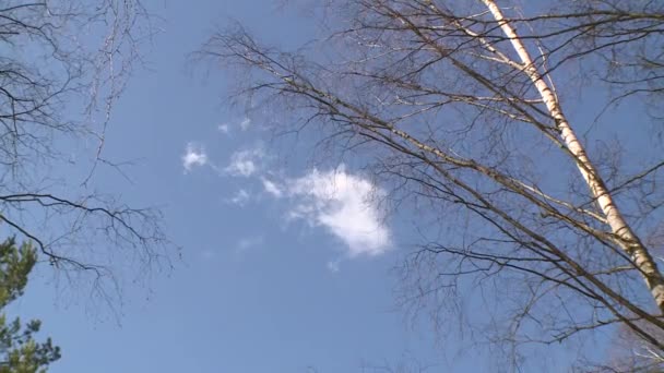 Větve stromů a mraky na modrém nebeském pozadí - Záběry, video