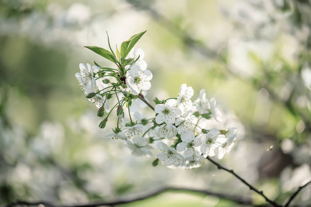 Cherry flowers frame - Fotoğraf, Görsel
