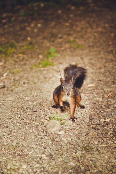 czarne wiewiórki w jesień trawa zbliżenie - Zdjęcie, obraz