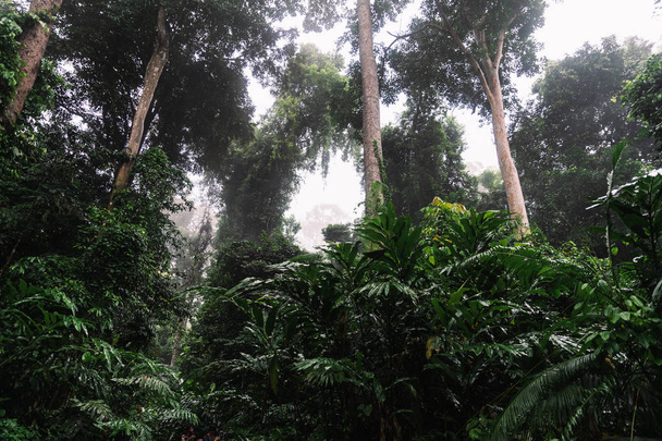 Tropical rainforest with fog Hala-Bala Wildlife Sanctuary near B - Photo, Image