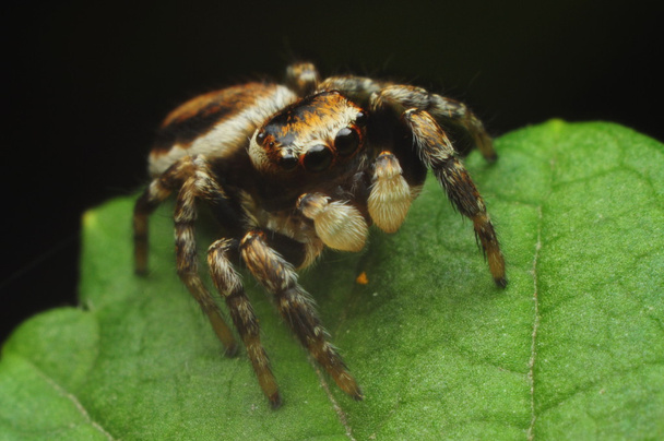Spider skakun - Фото, изображение
