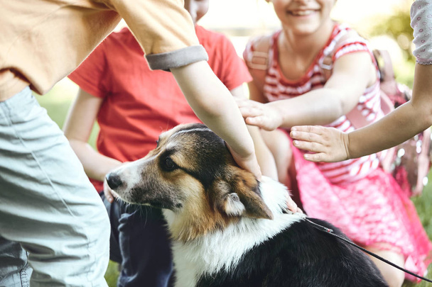 Suloiset lapset silittävät ja leikkivät walesilaisen corgin koiran kanssa puistossa.
. - Valokuva, kuva