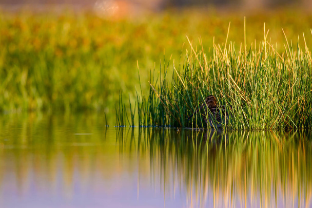 水鳥と自然の背景。緑、黄色の湖の背景。水の反射。鳥:一般的なスナイプ。ガリナゴ ガリナゴ. - 写真・画像