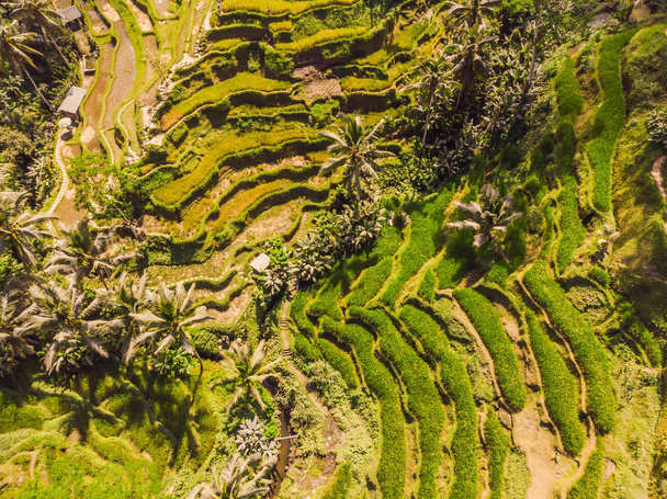 Rice Terrace Aerial Shot. Image of beautiful terrace rice field - Foto, Imagen