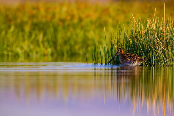 Pájaro acuático y fondo natural. Fondo verde y amarillo del lago. Reflejos de agua. Pájaro: Snipe común. Gallinago gallinago
. - Foto, imagen