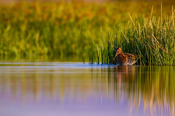 Pássaro aquático e fundo da natureza. Verde, fundo do lago amarelo. Reflexão da água. Pássaro: Snipe comum. Gallinago gallinago
. - Foto, Imagem