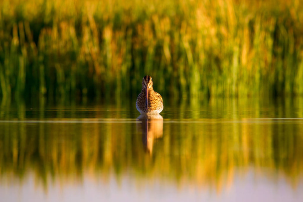 Water bird and nature background. Green, yellow lake background. Water reflection. Bird: Common Snipe. Gallinago gallinago. - Photo, Image