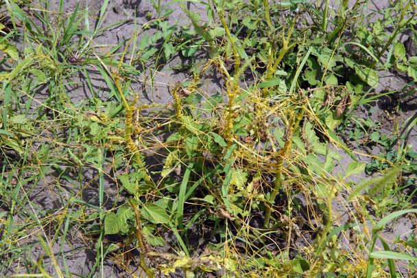 Onvolvulus arvensis tarafından zarar patates bitkileri - Fotoğraf, Görsel