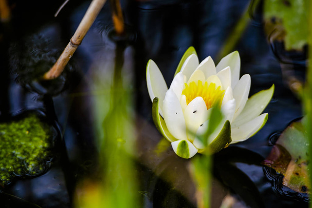 Nehir suyunda çiçek açan bitkiler - Fotoğraf, Görsel