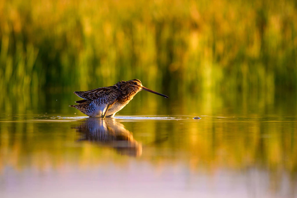 Pájaro acuático y fondo natural. Fondo verde y amarillo del lago. Reflejos de agua. Pájaro: Snipe común. Gallinago gallinago
. - Foto, imagen