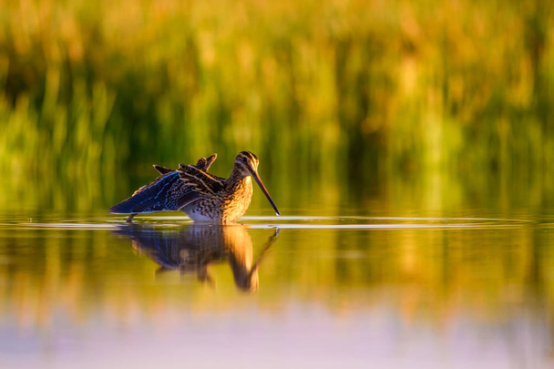 水鳥と自然の背景。緑、黄色の湖の背景。水の反射。鳥:一般的なスナイプ。ガリナゴ ガリナゴ. - 写真・画像