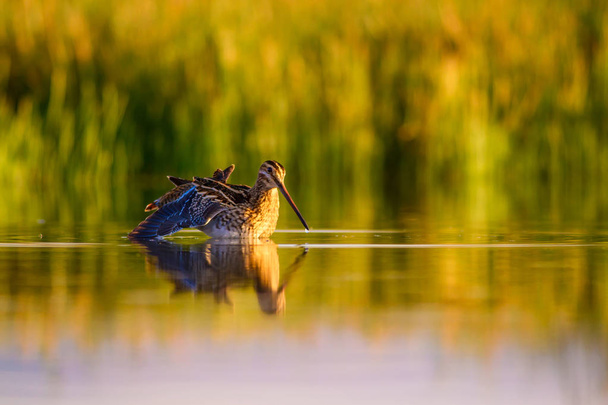 Θαλάσσιο πουλί και φυσικό φόντο. Πράσινο, κίτρινο φόντο λίμνης. Αντανάκλαση του νερού. Πουλάκι: "μπεκάτσα". Γκάινγκο. - Φωτογραφία, εικόνα