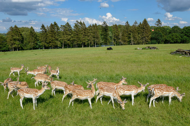 Group of young deer at Vestbirk in Denmark - Photo, image