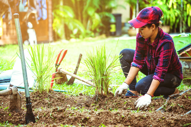 Azjatyckie kobiety. Wykopać w glebie ogród warzywny. roślina cytrynowa trawa na działkach warzywnych. - Zdjęcie, obraz