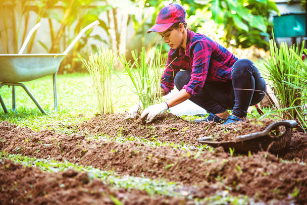 Mujeres asiáticas. Excava en el suelo el huerto. planta de hierba de limón en parcelas vegetales
. - Foto, imagen
