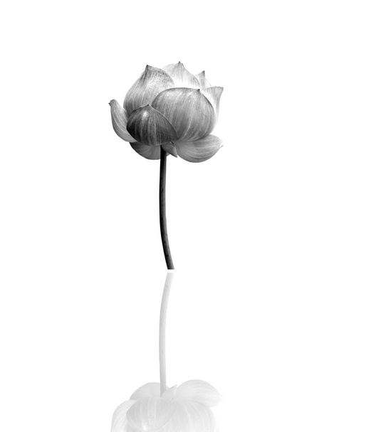 Flor de lótus em preto e branco isolado sobre fundo branco
. - Foto, Imagem