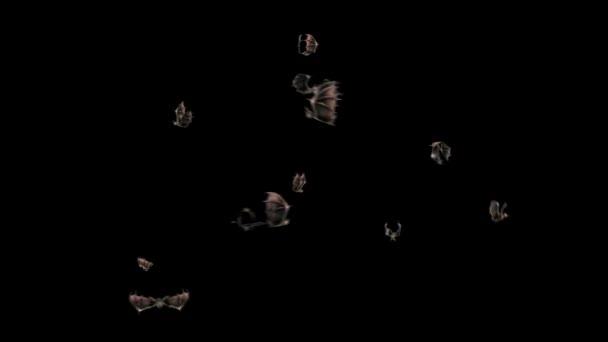 Denevérek Halloween Alpha Matte Close Fly 3D renderelés animáció 4k - Felvétel, videó