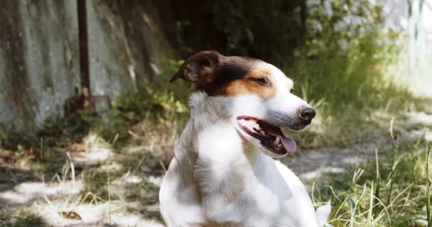 Schuss von Jack Russell Hund - Filmmaterial, Video