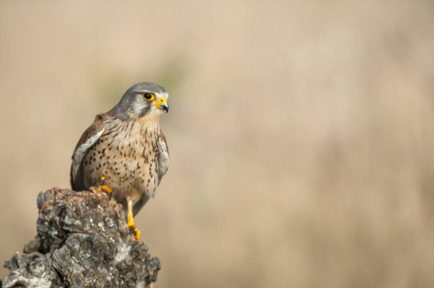Обыкновенная пустельга - Falco tinnunculus - в естественной среде обитания
  - Фото, изображение