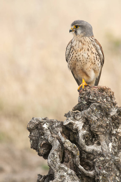 Cernícalo común - Falco tinnunculus - en hábitat natural
  - Foto, imagen