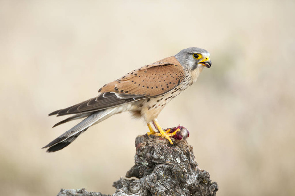 Обыкновенная пустельга, поедающая мышь - Falco tinnunculus - в естественных h
 - Фото, изображение