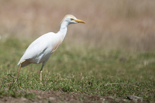 Kuhreiher auf Nahrungssuche im Gras - Bubulcus ibis  - Foto, Bild