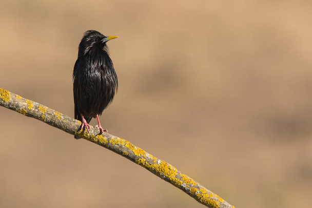 Spotless Starling - Unicolor Sturnus perched on a branch - Photo, Image
