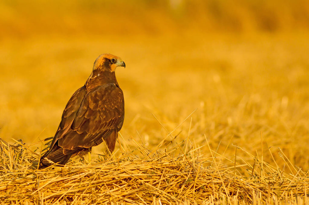 Bird of prey. Hawk. Yellow nature bacground. Bird: Western Marsh Harrier. - Photo, Image