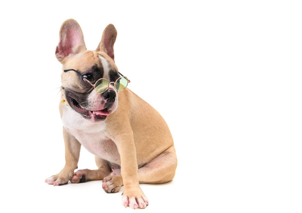 sevimli fransız bulldog gözlük giymek ve izole oturan  - Fotoğraf, Görsel