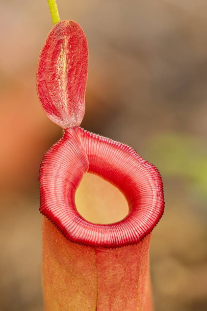 piège à cruche rouge de la plante carnivore Nepenthes
. - Photo, image