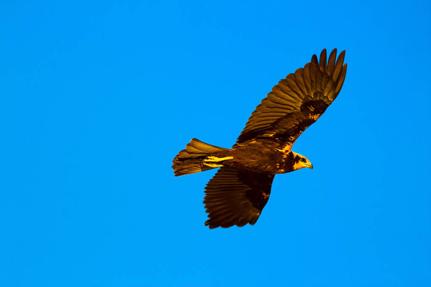 Cernícalo volador. Fondo cielo azul. Bird: Lesser Kestrel. Falco naumanni
. - Foto, imagen