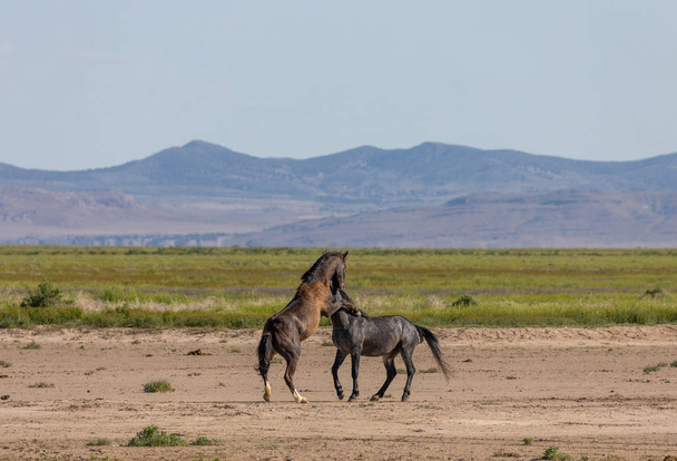 párek divokých koňských hřebců bojujících v poušti utah - Fotografie, Obrázek