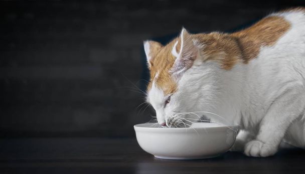 Mignon chat tabby renifle dans le bol d'alimentation. Vue latérale avec espace de copie
. - Photo, image