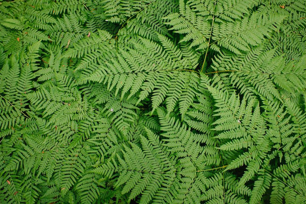 Large green bush fern in the forest. Background from the leaves of plants - Photo, image