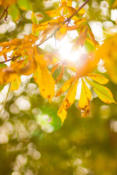 Yellow chestnut leaves on the tree. Golden leaves in autumn park. Yellow leaves on blurred background. Autumn concept. Copy space - Foto, Imagen