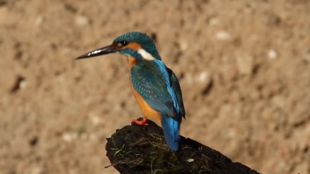 Common kingfisher, Alcedo atthis - Footage, Video