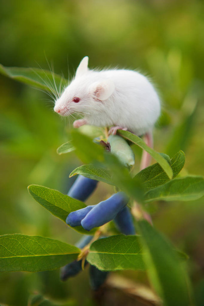 White mouse sitting on a green branch of honeysuckle berry - Foto, Imagen