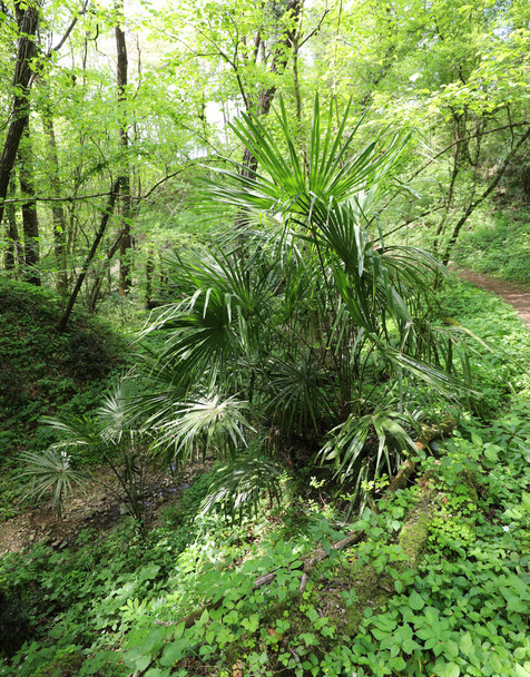 Les s palmovým stromem, který roste uprostřed stromů - Fotografie, Obrázek