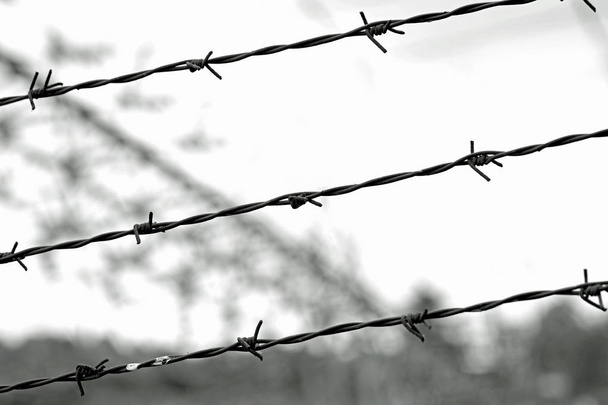 barbed wire also called razor wire - Photo, Image
