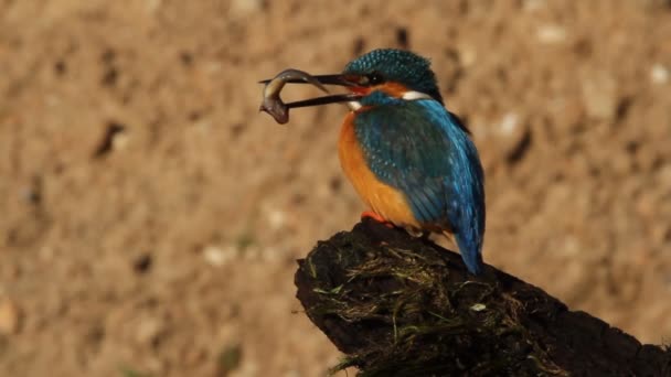 Common kingfisher, Alcedo atthis - Footage, Video