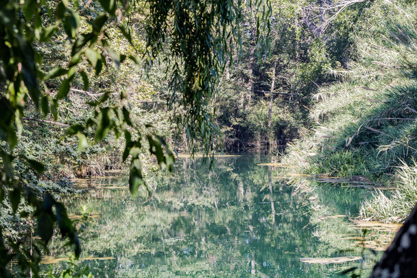 View of the pond - Photo, Image