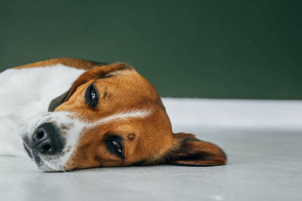 Beagle perro durmiendo en un suelo de madera blanca. Perro soñoliento durmiendo y soñando. Perro tricolor. Copiar, espacio vacío para texto
 - Foto, imagen