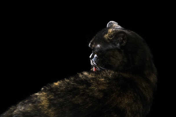 czarny kot myje swój język - Zdjęcie, obraz