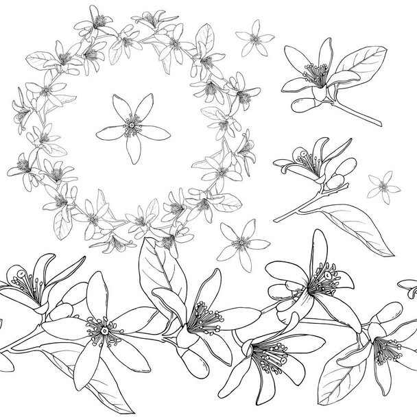 シトラスの花の花。インクをスケッチします。ヴィンテージスタイル。白い背景に隔離された手描きのベクトルイラスト. - ベクター画像