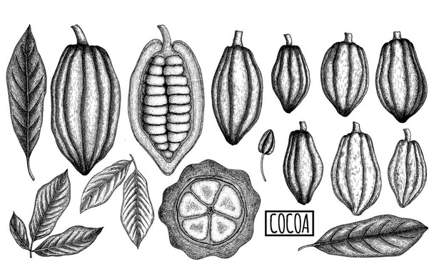 Cocoa pods and leaves set. Hand drawn vector illustration. Vintage elements for packaging, cards, flayers design. - Vector, Image