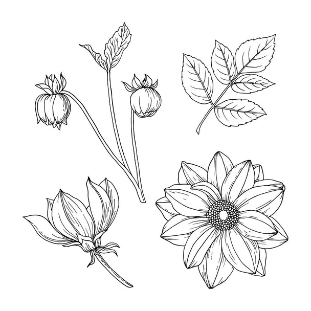 Ντάλια-φθινόπωρο λουλούδι. Μαύρο και λευκό σκίτσο με το χέρι. Απεικόνιση διανύσματος απομονωμένη σε λευκό φόντο. - Διάνυσμα, εικόνα