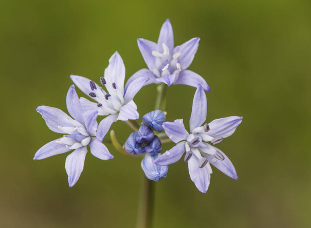 Scilla verna bluebell metsässä herkkä violetti tai sininen kukka keruleen ilmeen vihreällä taustalla defocused kevyt suodatettu ja seulottu
 - Valokuva, kuva