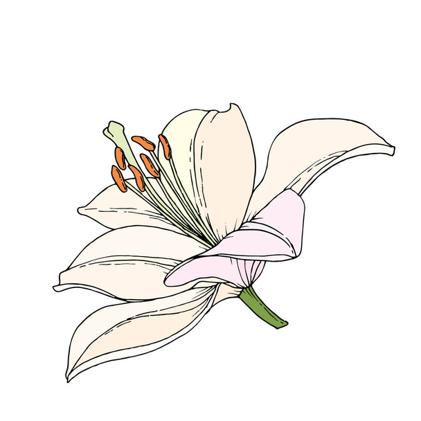 Zambak çiçeği. Elle çizilmiş illüstrasyon. Çizim stilinde vektör görüntüsü. - Vektör, Görsel