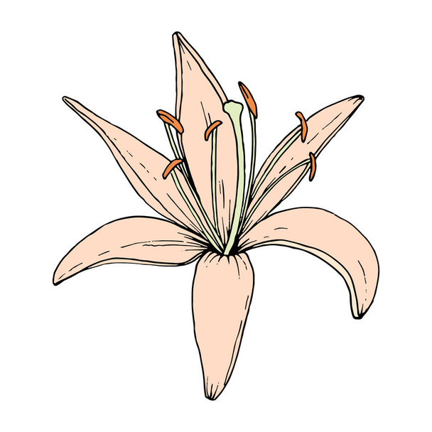 Lily flower. Hand drawn illustration. Vector image in sketch style. - Vettoriali, immagini